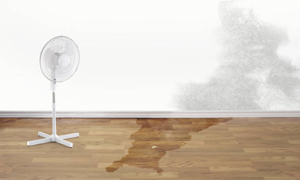 Best Water damage cleanup near me  in Torrance, CA
