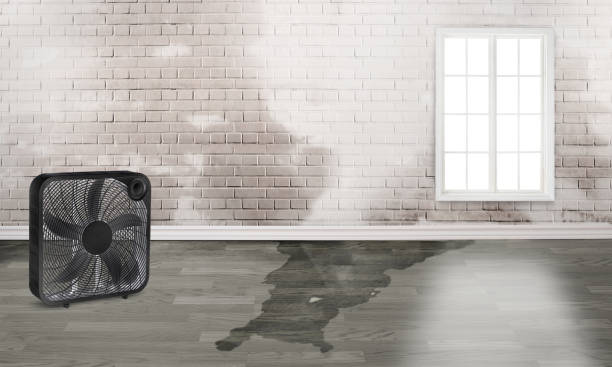 Best Professional water damage repair  in Torrance, CA